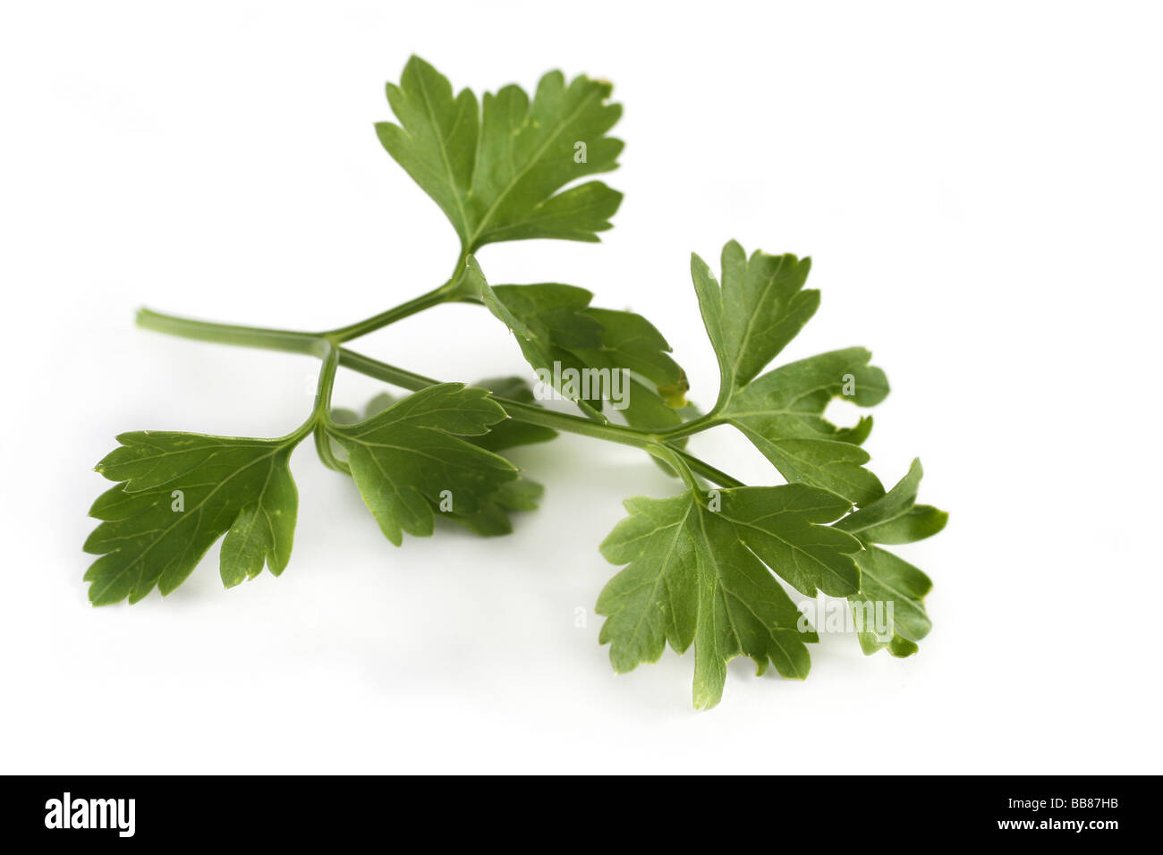 Flat leaf Parsley Stock Photo Alamy