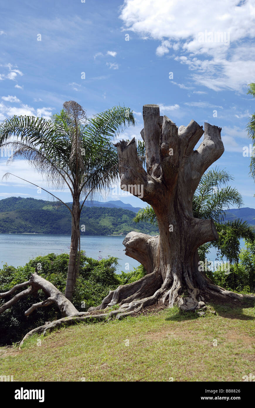 Old crooked tree trunk, Paraty, Parati, Rio de Janeiro, South America Stock Photo