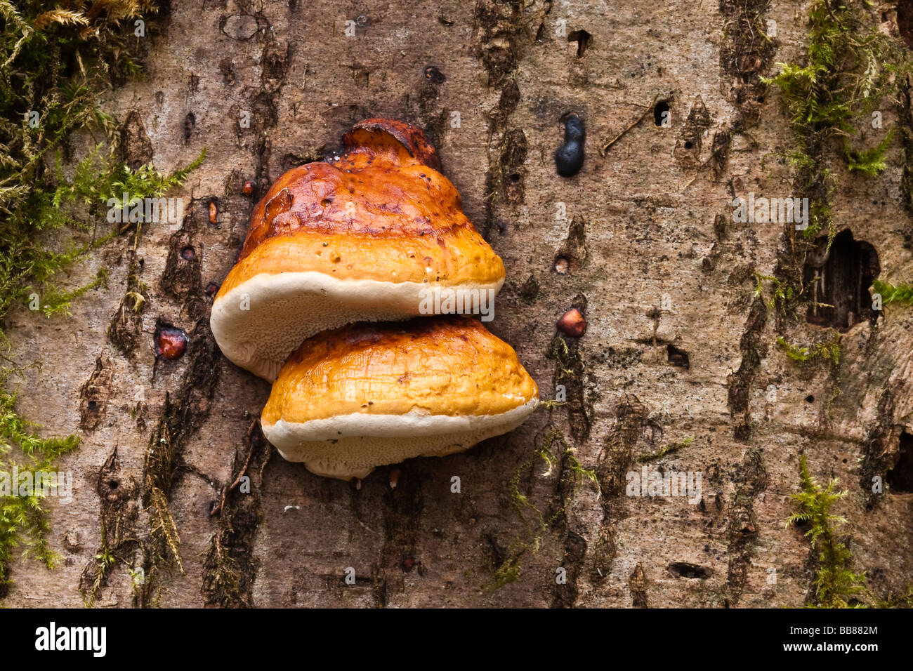 Polypore mushroom on a tree Stock Photo