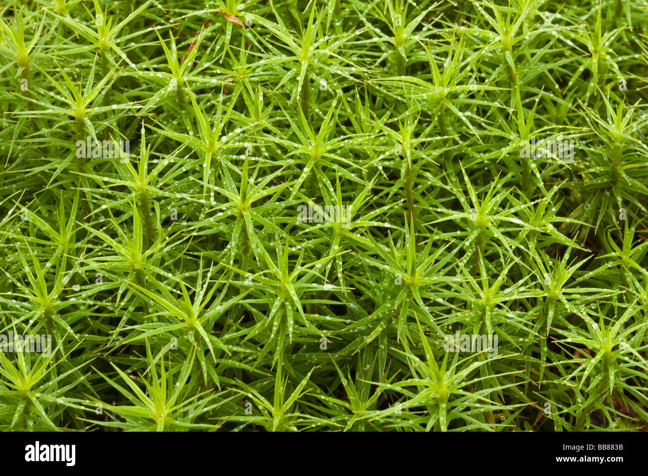 Common Haircap Moss, Common Hair Moss or Great Goldilocks Stock Photo