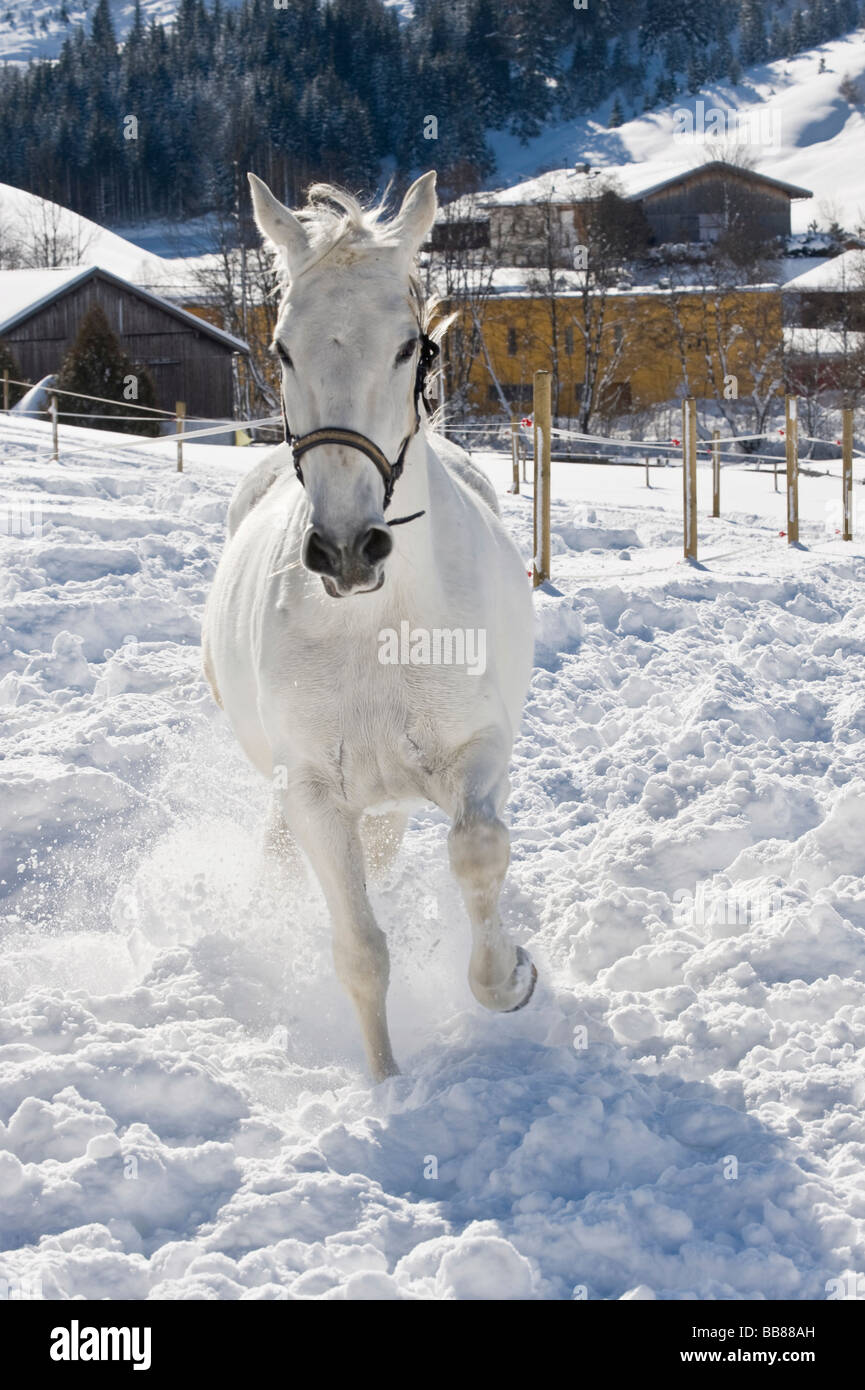 Lipizzan horse on winterly paddock, Achenkirch, Tyrol, Austria Stock Photo