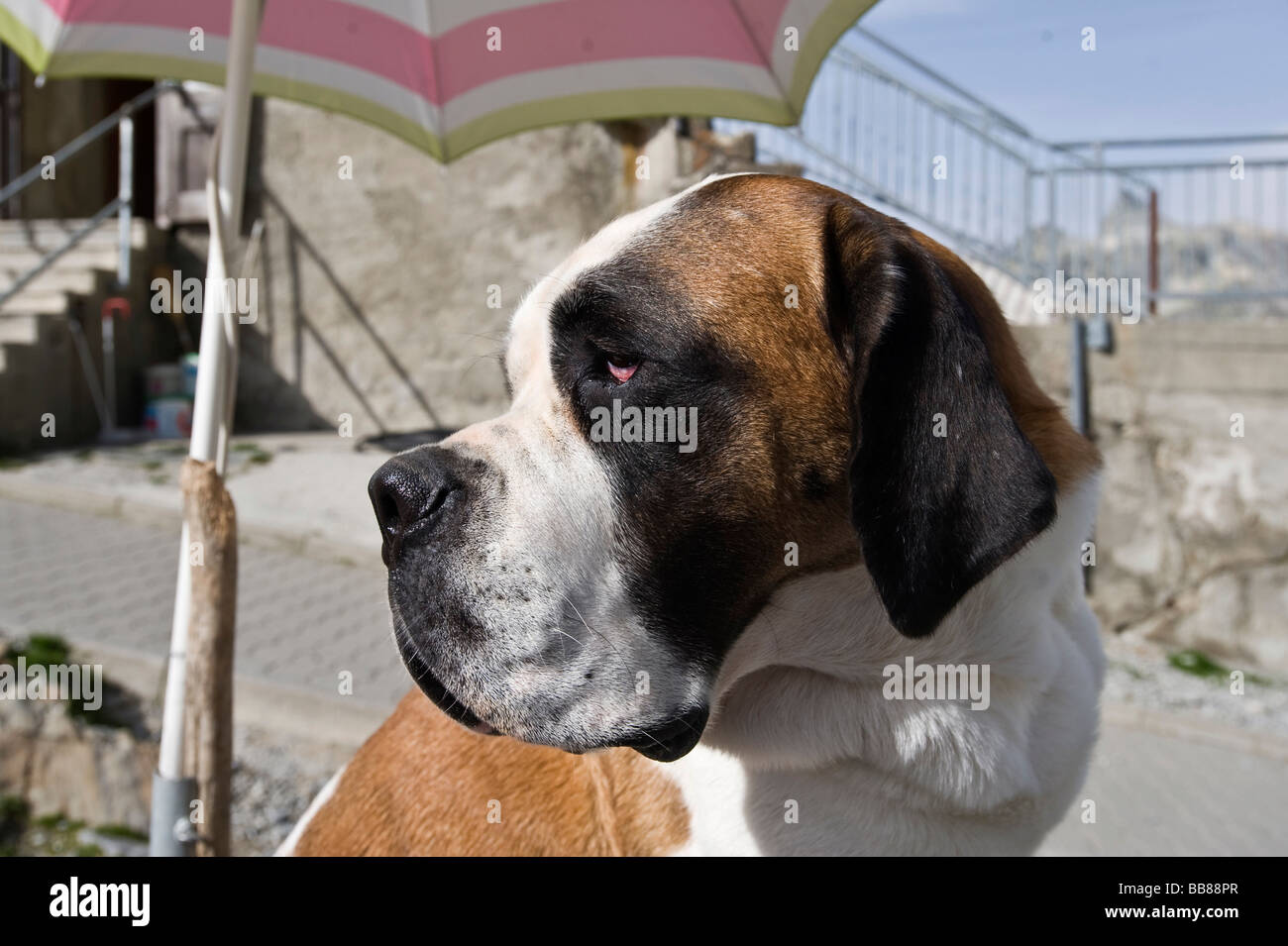 St. Bernard dog, portrait, Great St Bernard Pass, Valais, Switzerland, Stock Photo