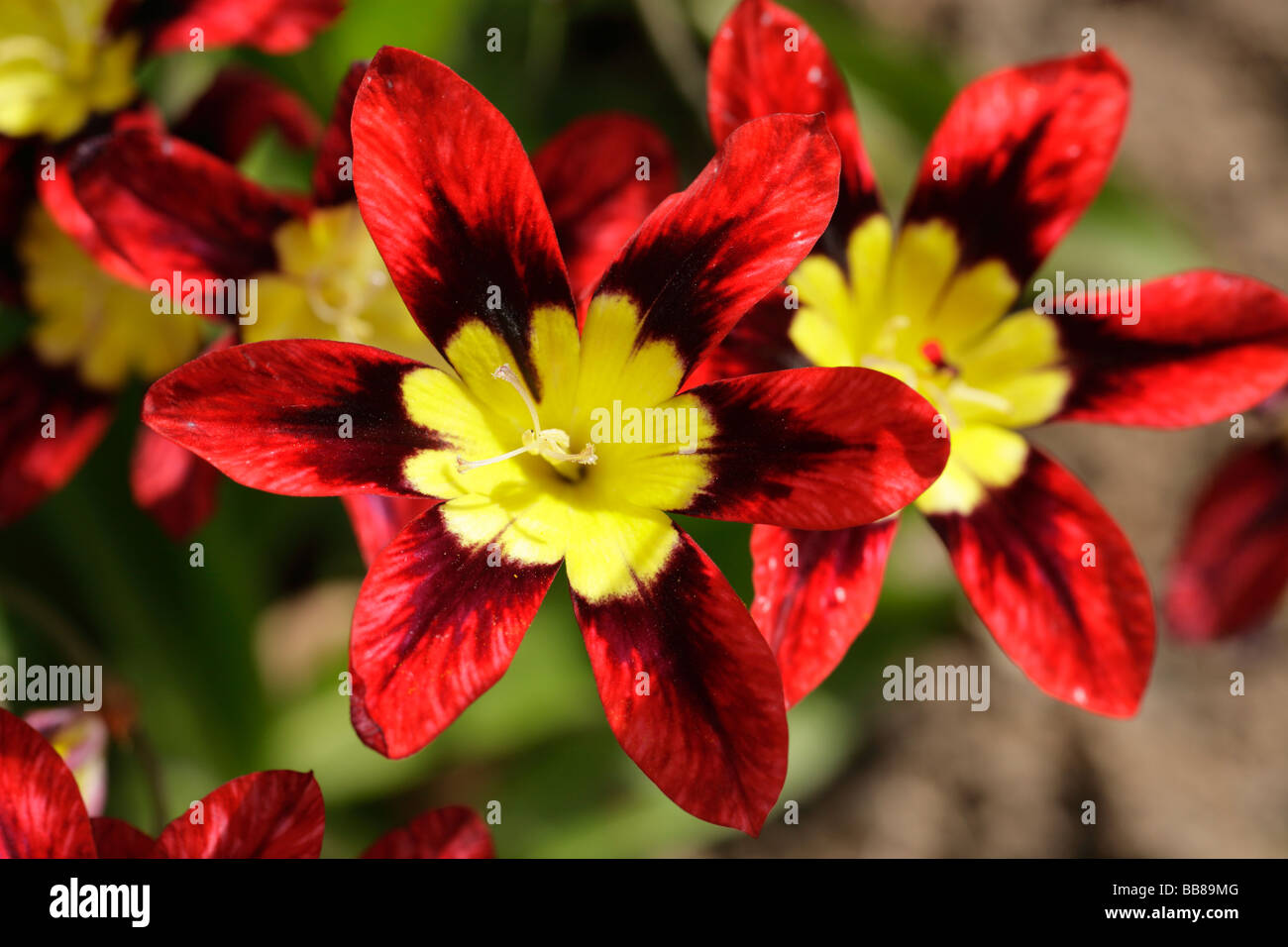 Red And Yellow Sparaxis Tricolor Flowers Stock Photo Alamy