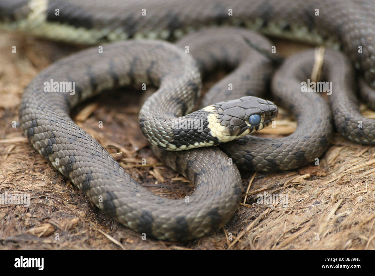 Grass Snake Natrix natrix In Coils Taken In Cumbria, England, UK Stock Photo