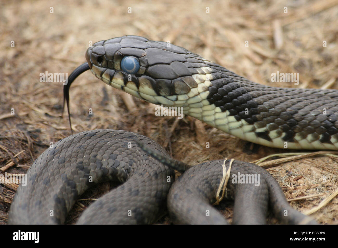 Close Up Of Head And Forked Tongue Of Grass Snake Natrix natrix Taken In Cumbria, England, UK Stock Photo