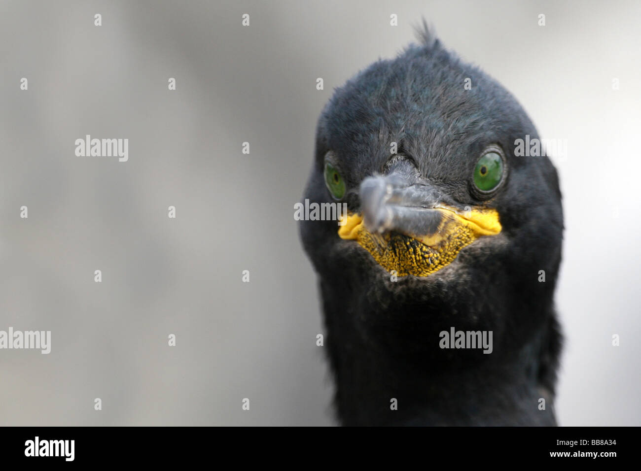 European Shag Phalacrocorax aristotelis Staring Straight Ahead On Farne Islands, Northumberland, England, UK Stock Photo