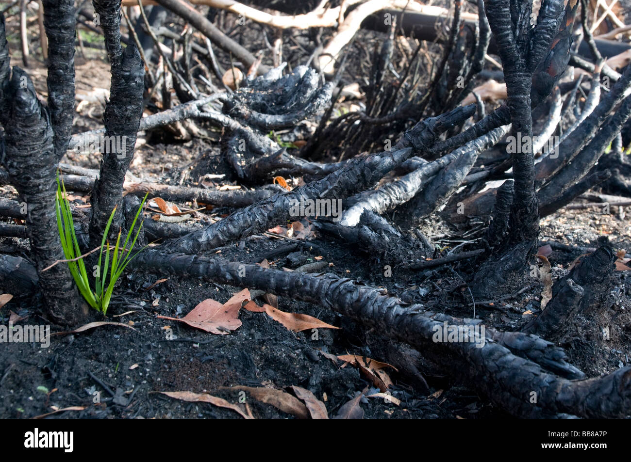 New green shoots growing from the burnt ground six weeks after a bushfire Stock Photo