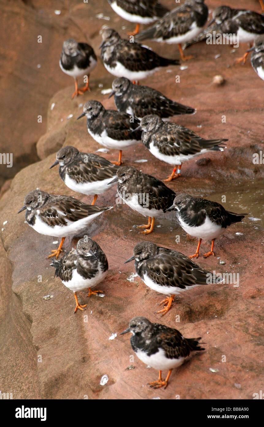 Close-up Of A Flock Of Ruddy Turnstones Arenaria interpres Gathered On Sandstone Rocks On Hilbre Island, The Wirral, England, UK Stock Photo