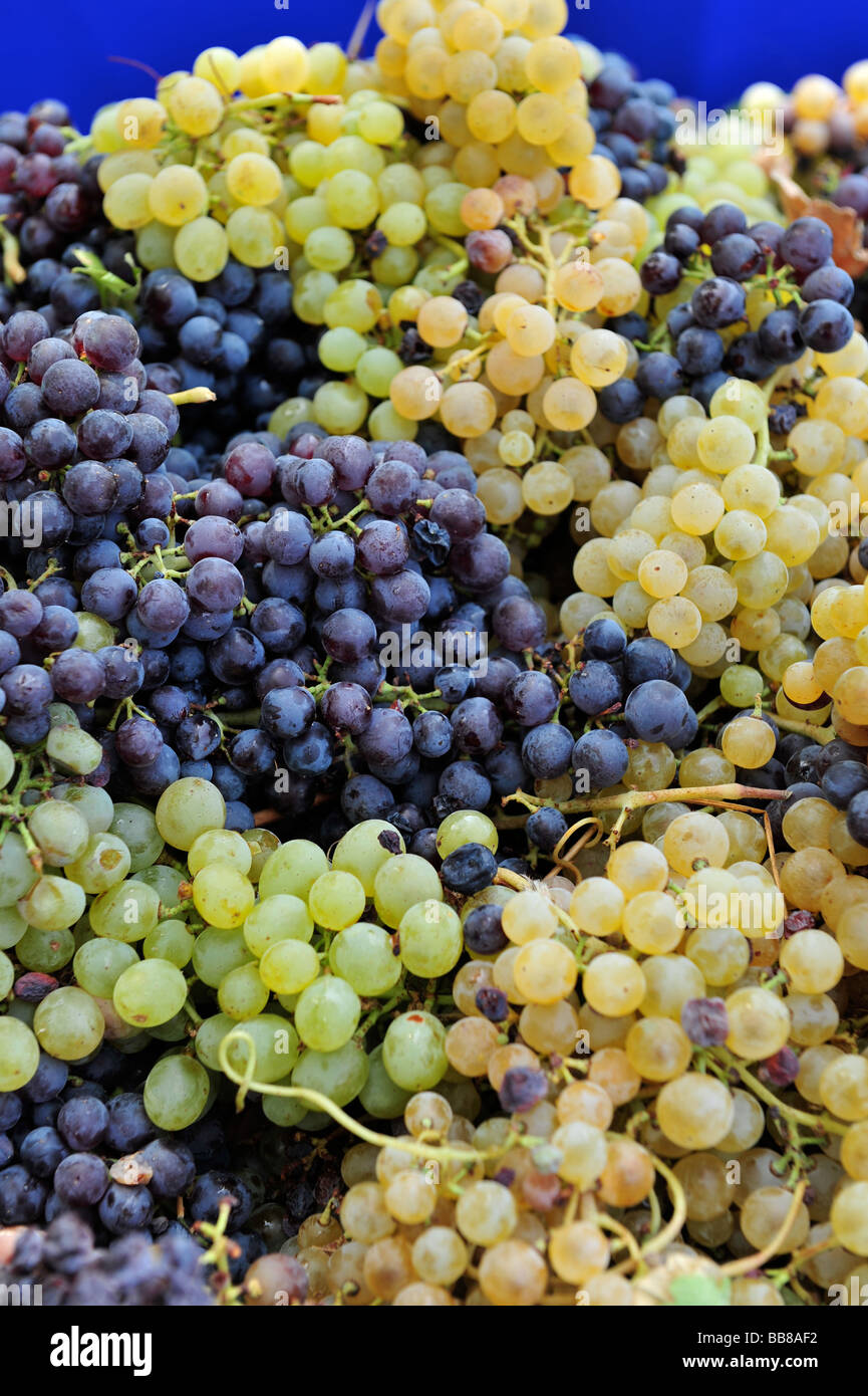 Freshly picked grapes ready for pressing for wine Stock Photo Alamy