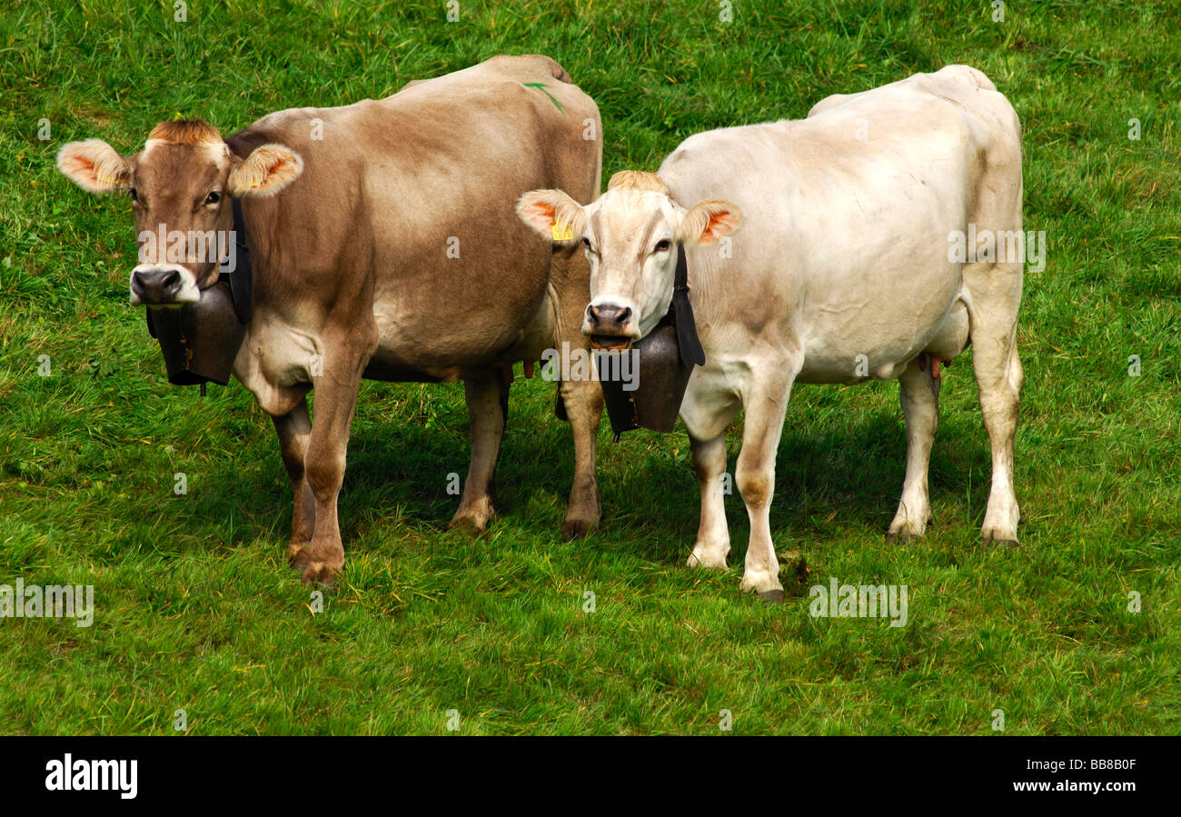 Hornless Brown Swiss dairy cows, Switzerland, Europe Stock Photo