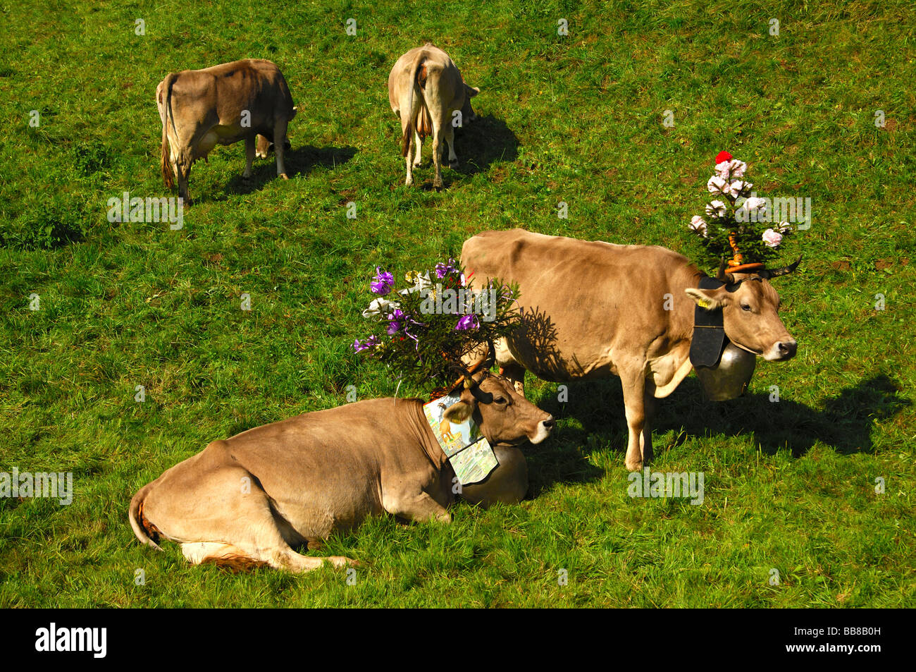 Brown Swiss dairy cows decorated for the ceremonial driving down of cattle from the mountain pastures into the valley, Jura, Ca Stock Photo
