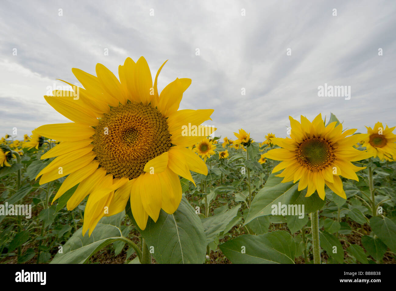Sunflowers taken with a wide angle lens against the sky, Suedburgenland, Austria, Europe Stock Photo