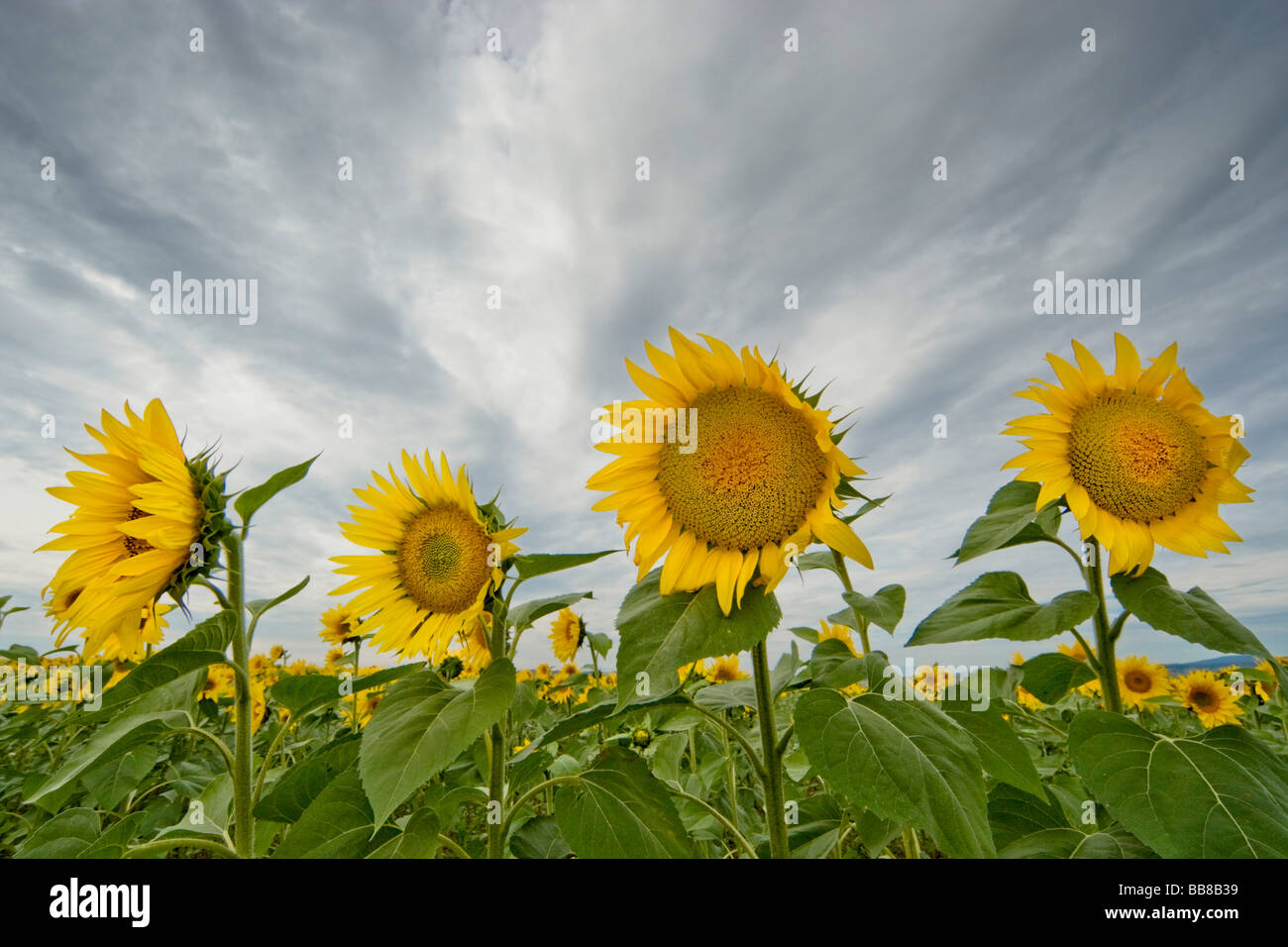 Sunflowers taken with a wide angle lens against the sky, Suedburgenland, Austria, Europe Stock Photo