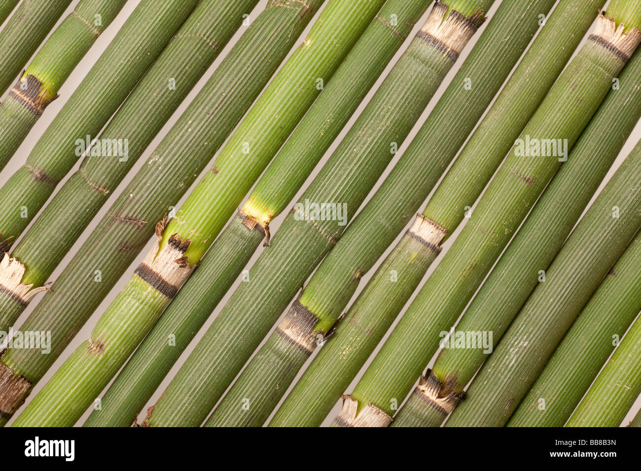 Horsetail, several diagonal culms Stock Photo