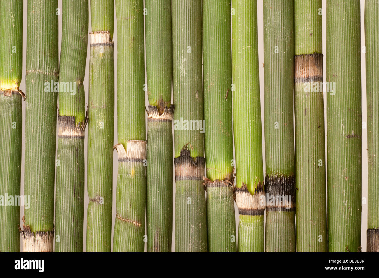 Horsetail (Equisetum) Stock Photo