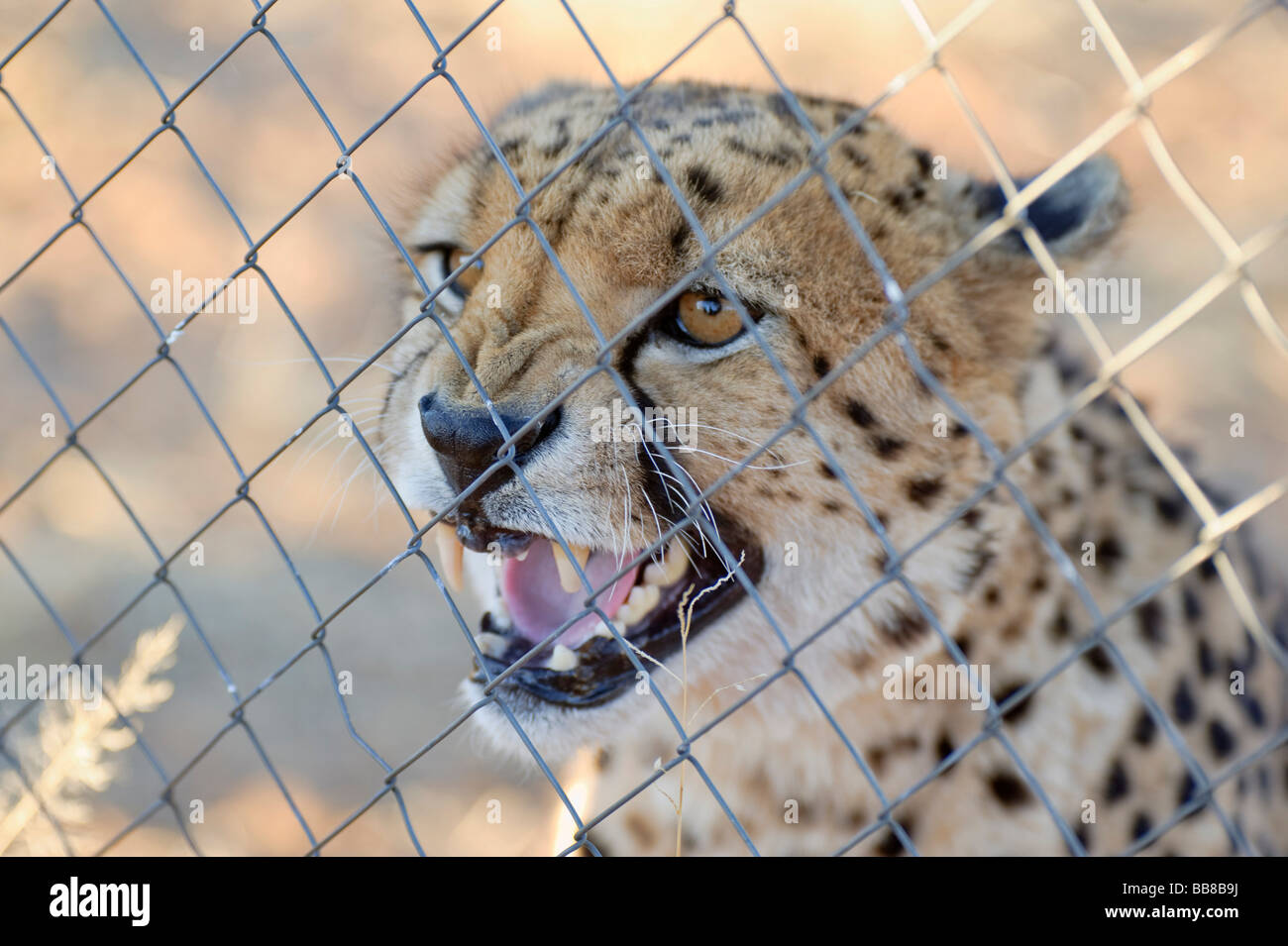 Cheetah (Acinonyx jubatus) in a cage on the Zelda Game & Guest Farm, Namibia, Africa Stock Photo