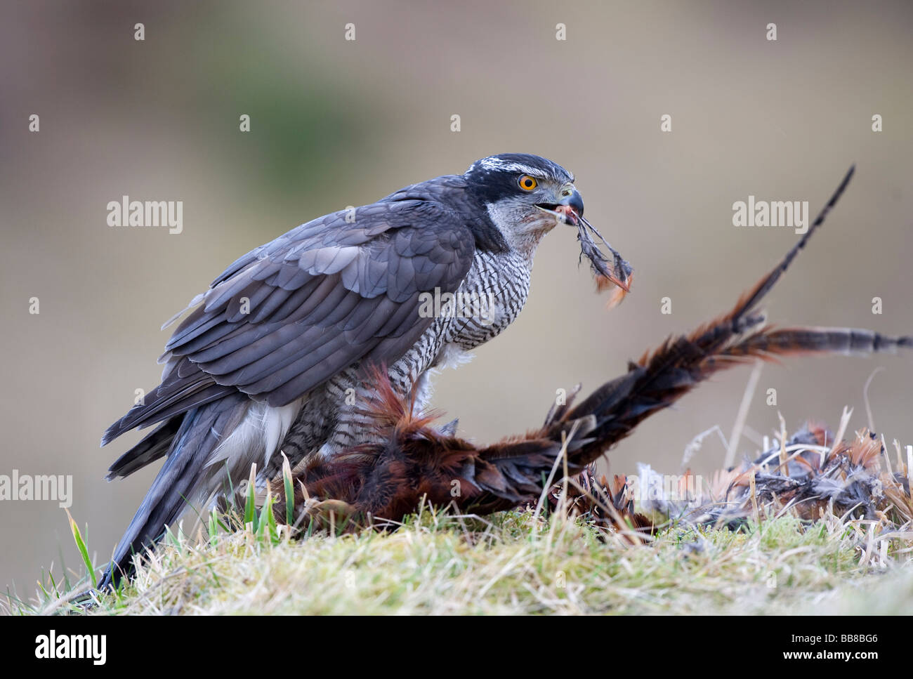 Goshawk (Accipiter gentilis) Stock Photo