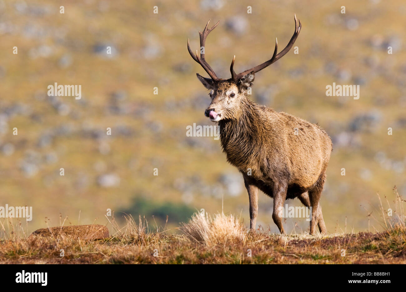 Red Deer (Cervus elaphus) in Scotland, United Kingdom Stock Photo