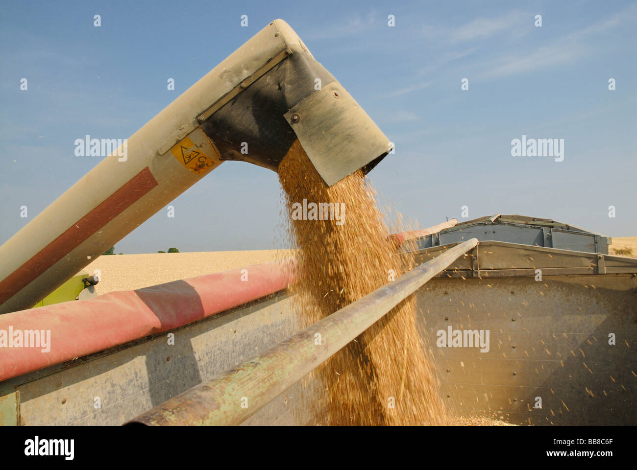 Grain being blown into a wagon, view of filler neck and stream of grain in a cargo compartment Stock Photo