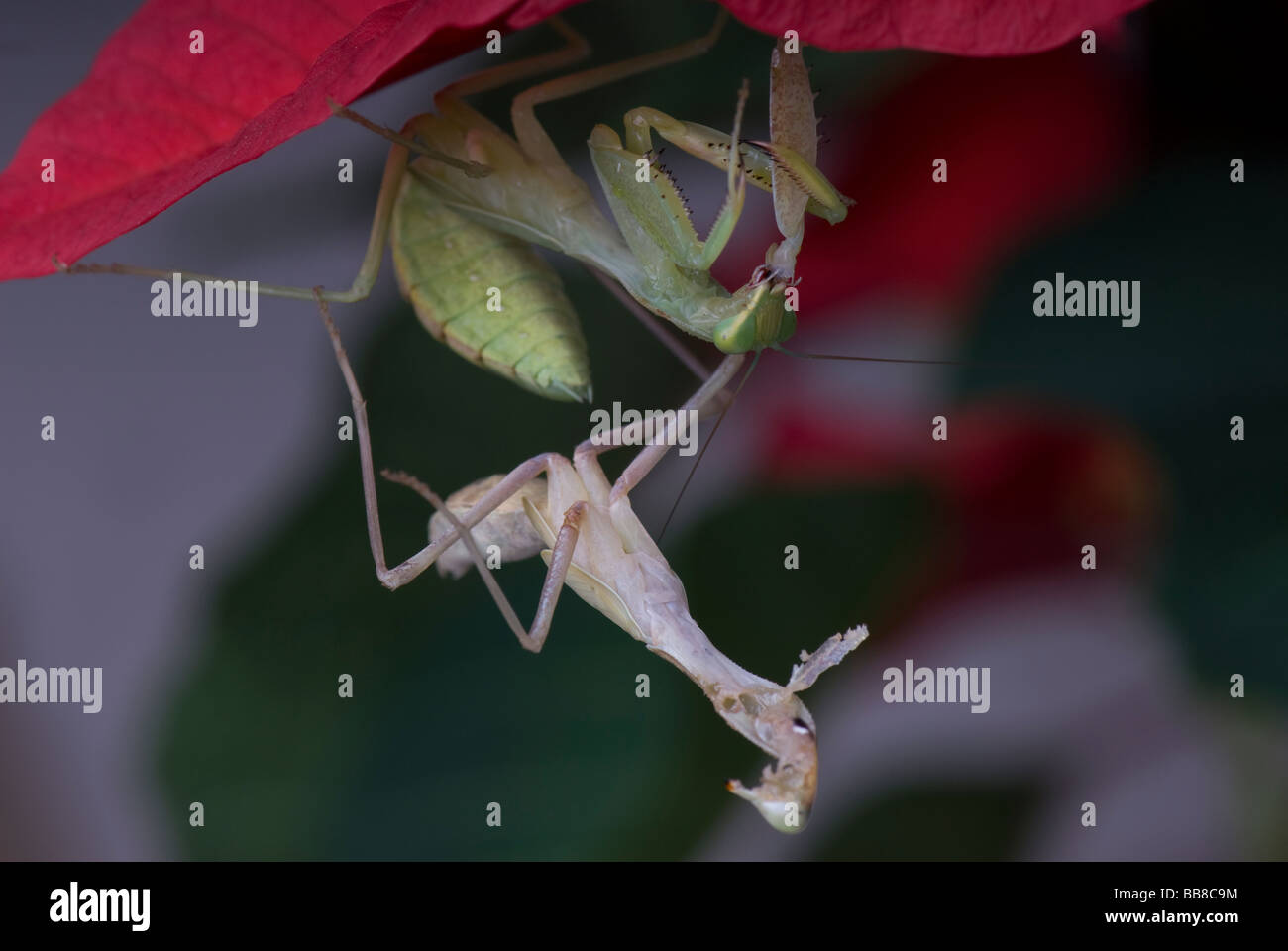 Praying Mantis Eating High Resolution Stock Photography And Images Alamy