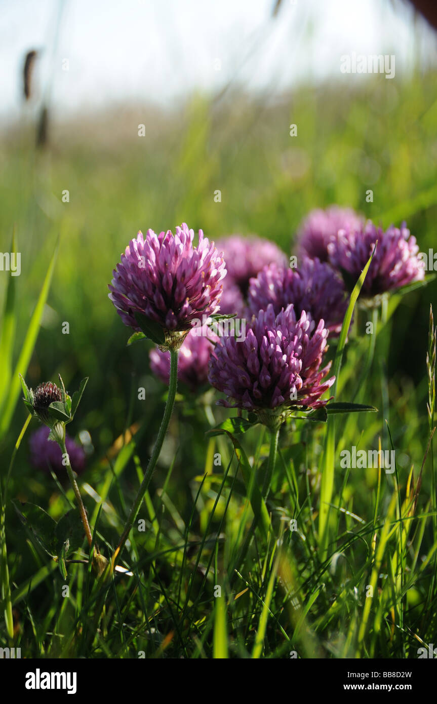 Red Clover Stock Photo
