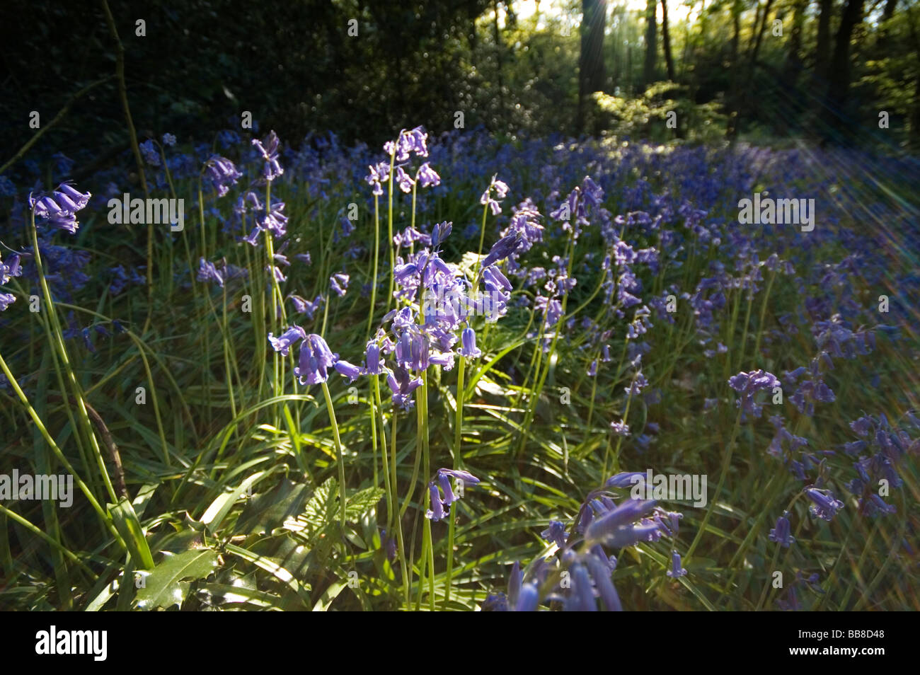 Bluebells (Hyacinthoides non-scripta) backlit by shafts of sunlight in a Kentish wood. Stock Photo