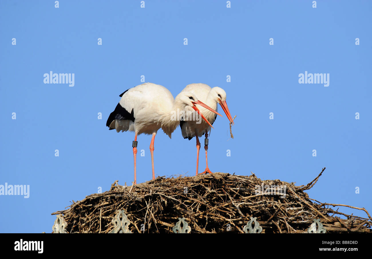 White Storks (Ciconia ciconia) in their nest, handing over nesting material, courtship Stock Photo