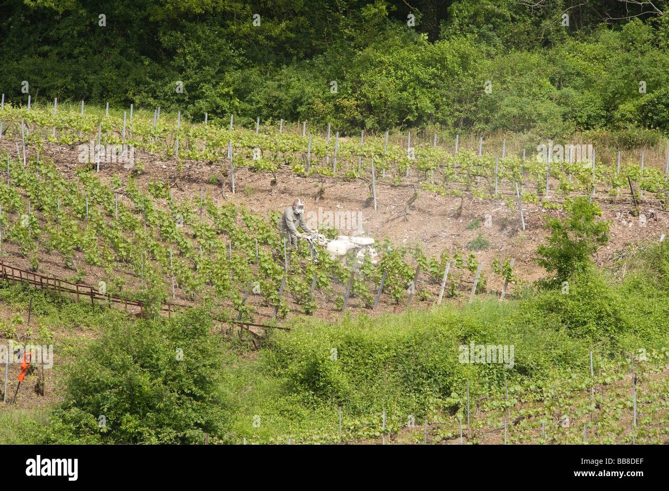 Farmer spraying Champagne vines above Bouzy in spring France Stock Photo