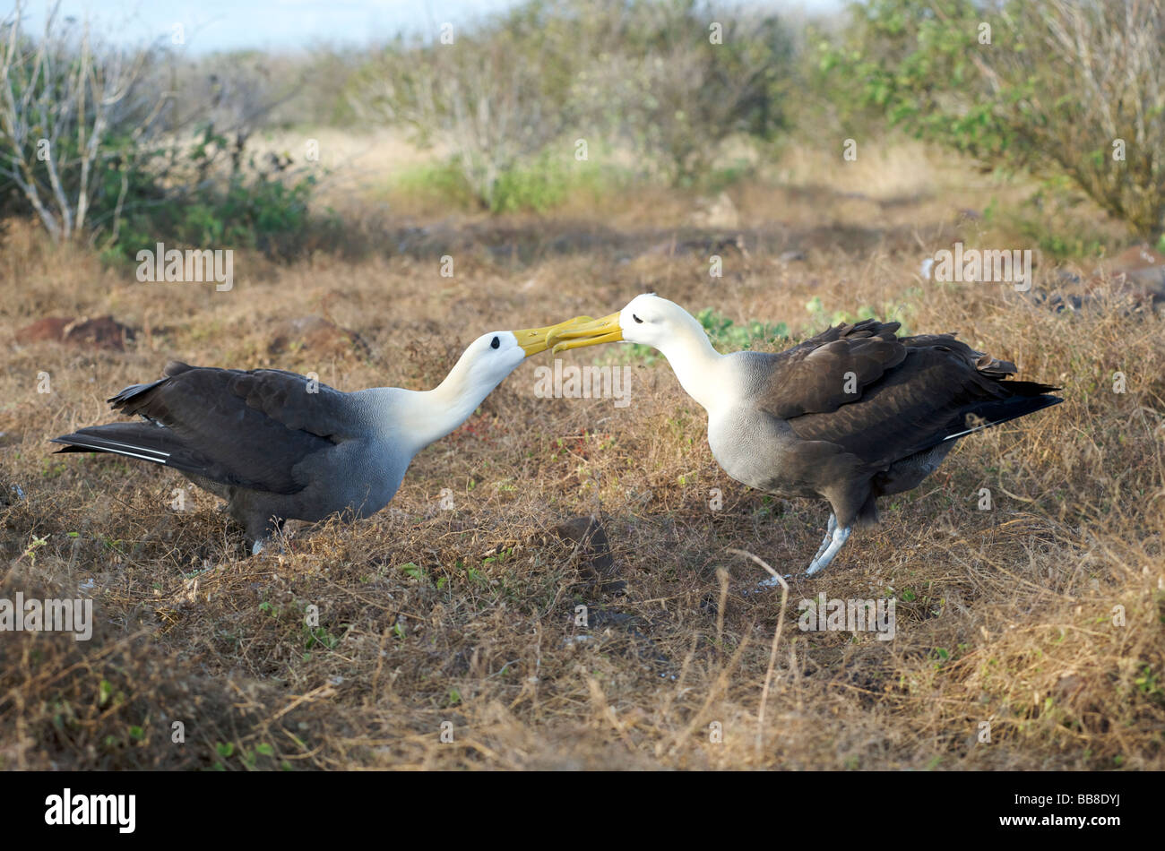 Courtship ritual of birds hi-res stock photography and images - Alamy