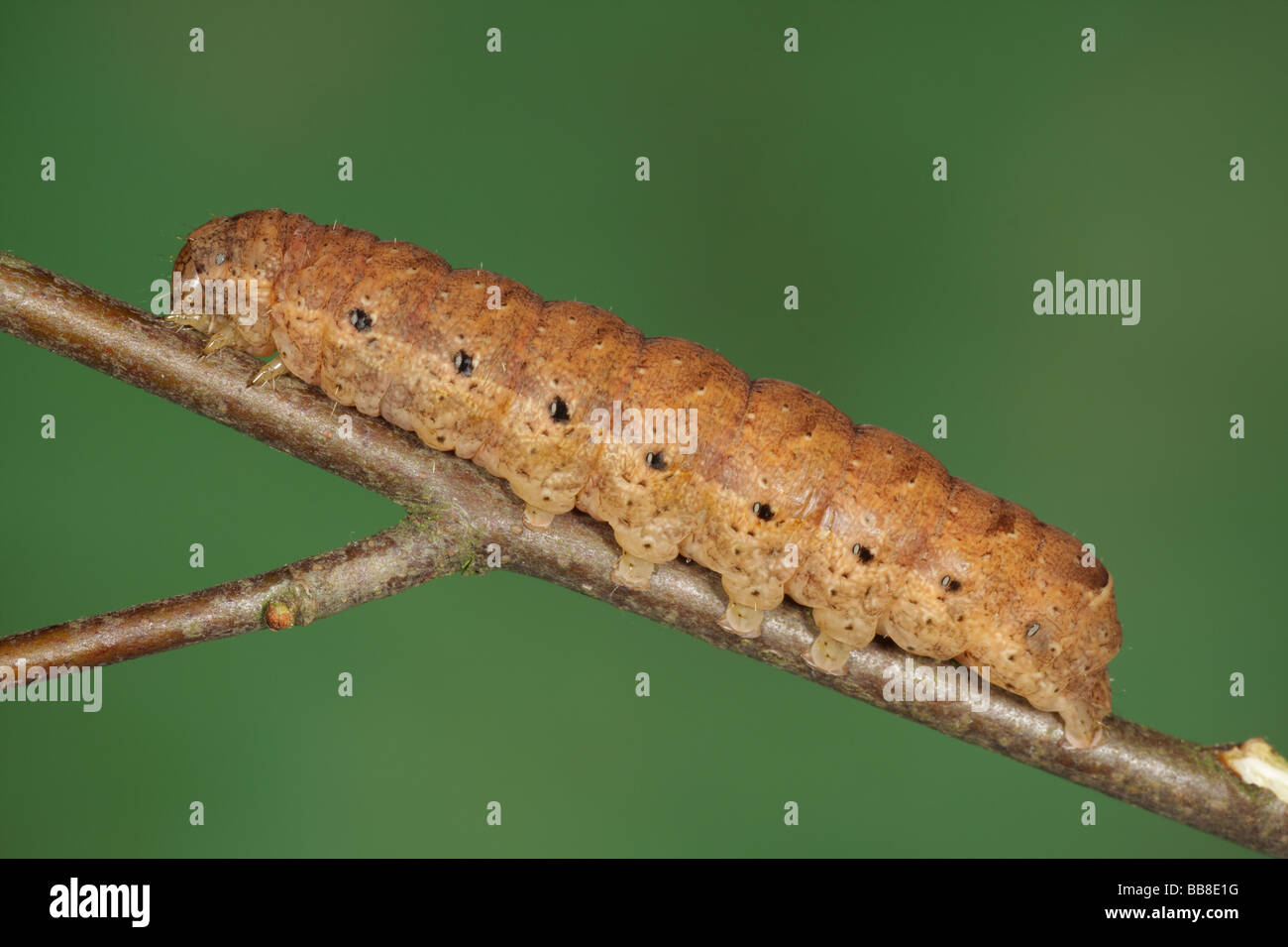 Broad Bordered Yellow Underwing Larva - Noctua fimbriata Stock Photo