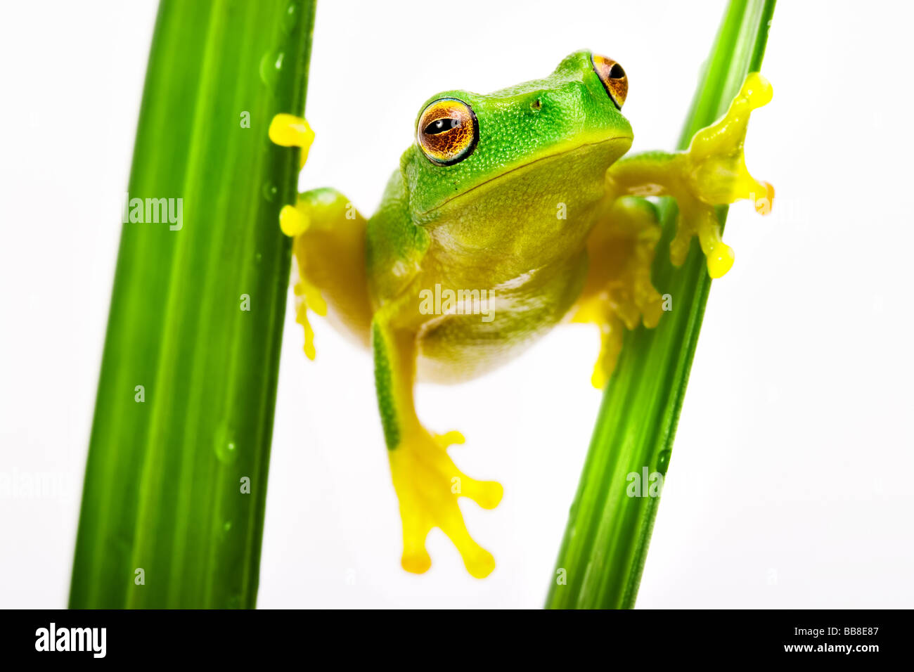 Small green tree frog holding on to grass blades Stock Photo