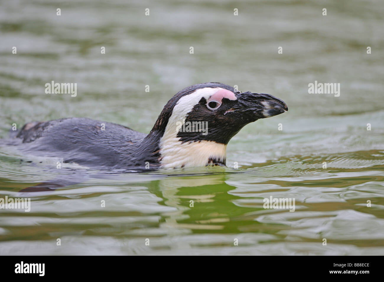 Blackfooted Penguin (Spheniscus demersus) Stock Photo