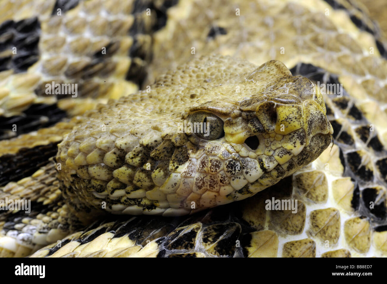 Timber rattlesnake, Canebrake rattlesnake, Banded rattlesnake (Crotalus horridus atricaudatus) Stock Photo