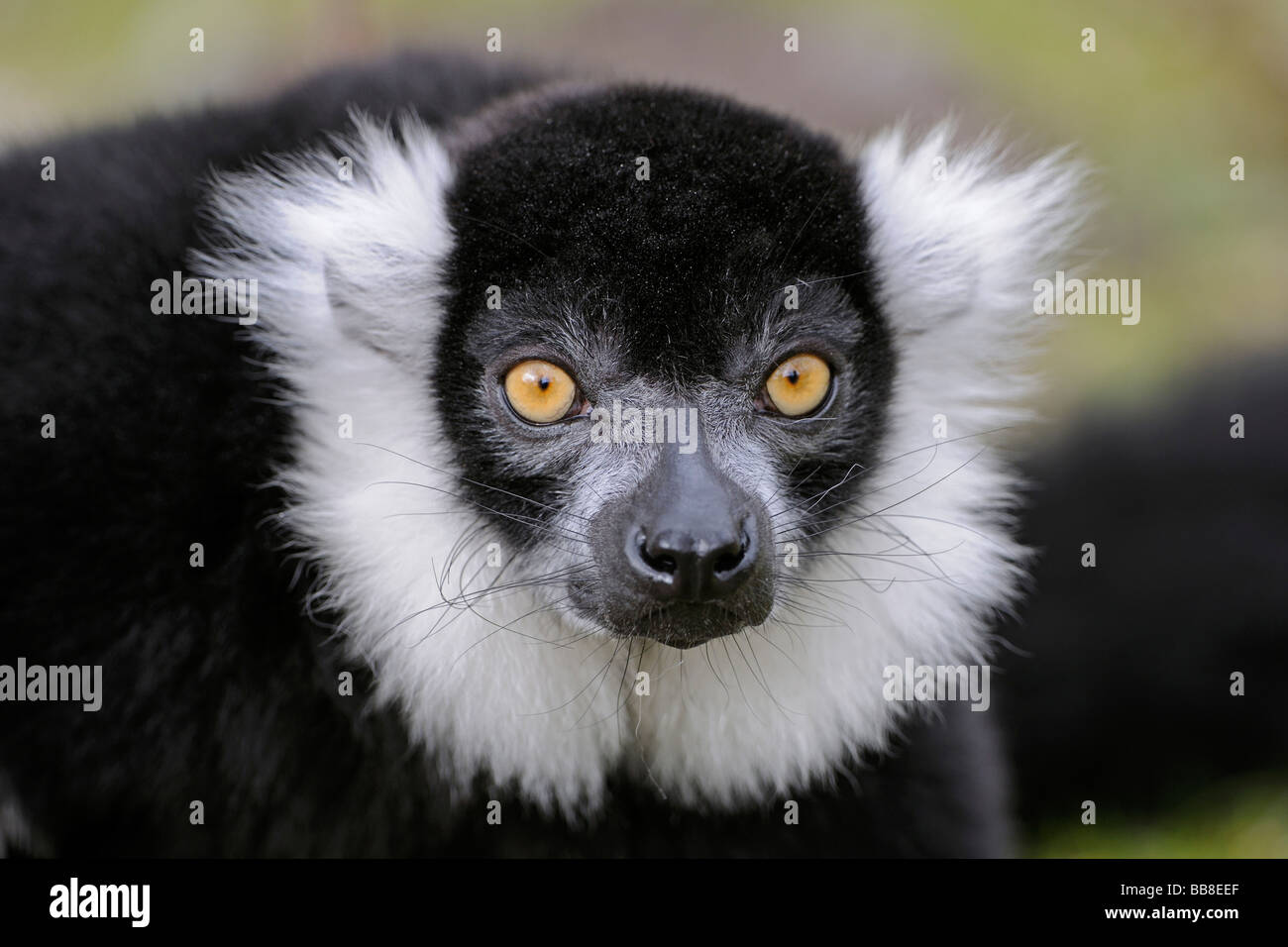 Ruffed Lemur (Lemur variegatus), Vari, prosimian Stock Photo