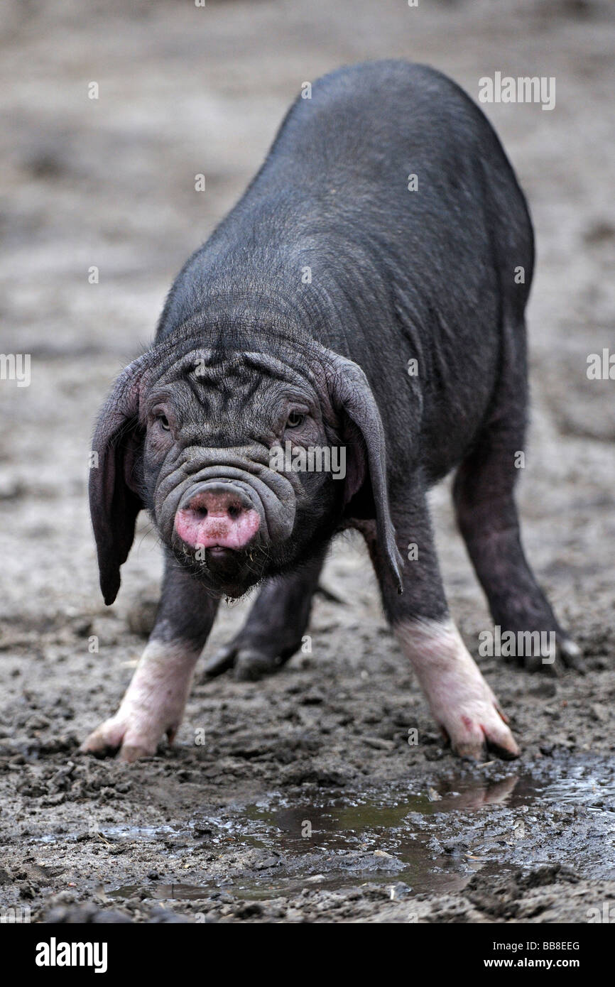 Chinese pig hires stock photography and images Alamy