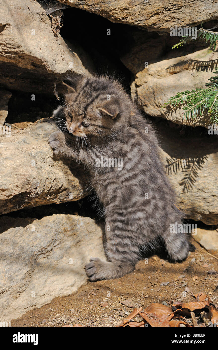 Young Wildcat (Felis silvestris) exploring the environment Stock Photo