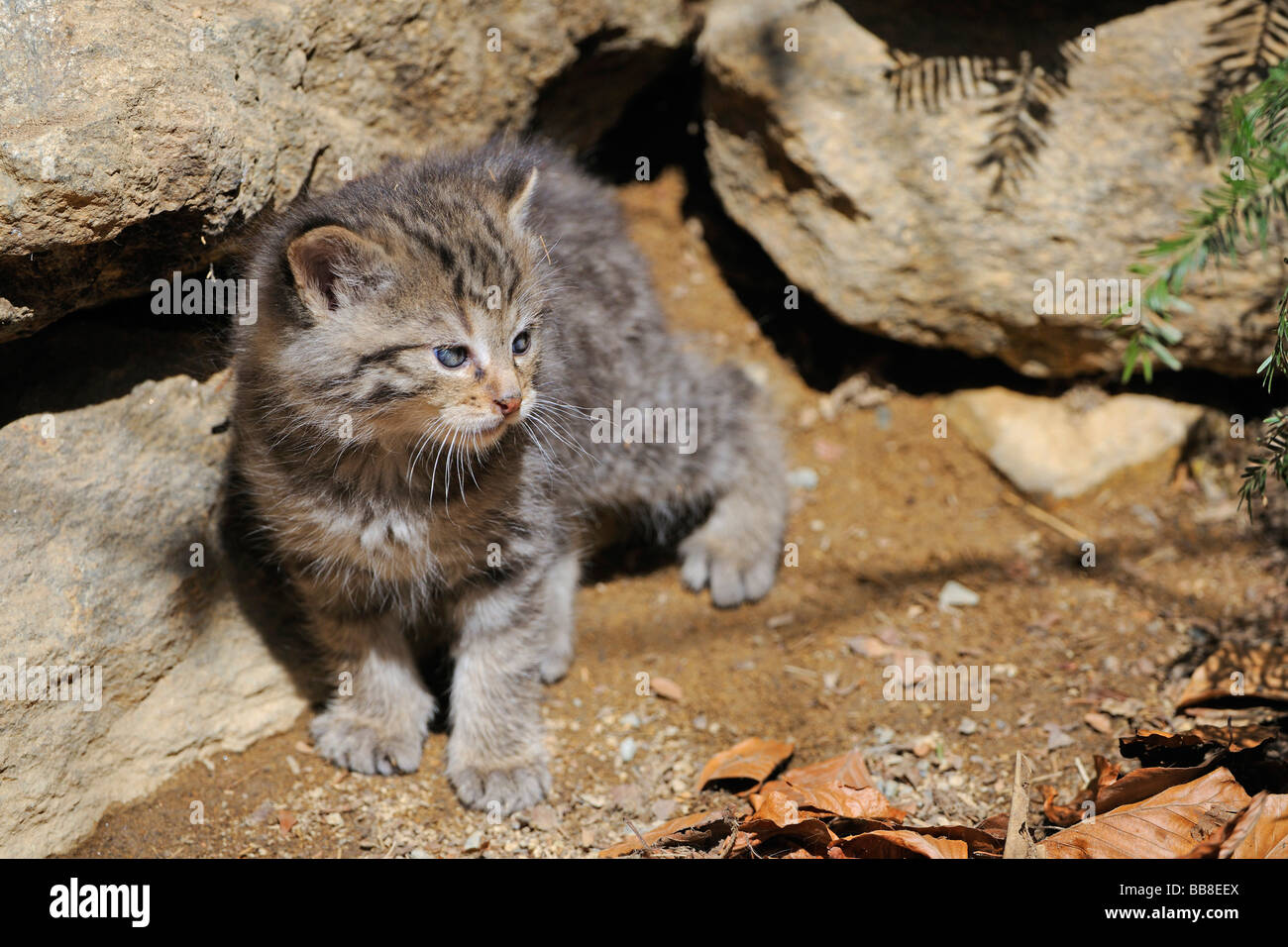 Young Wildcat (Felis silvestris) Stock Photo