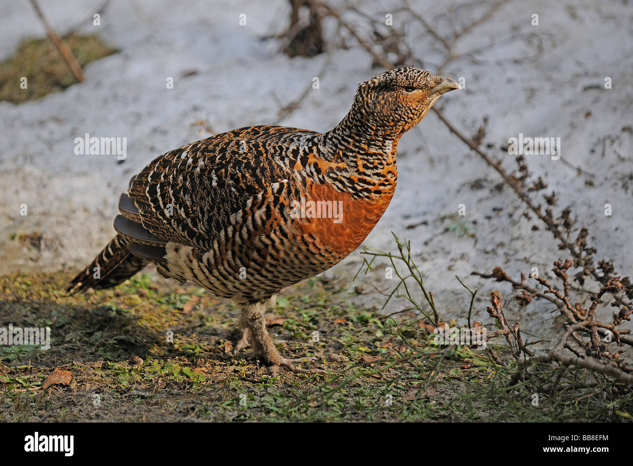 Wood Grouse (Tetrao urogallus), hen Stock Photo