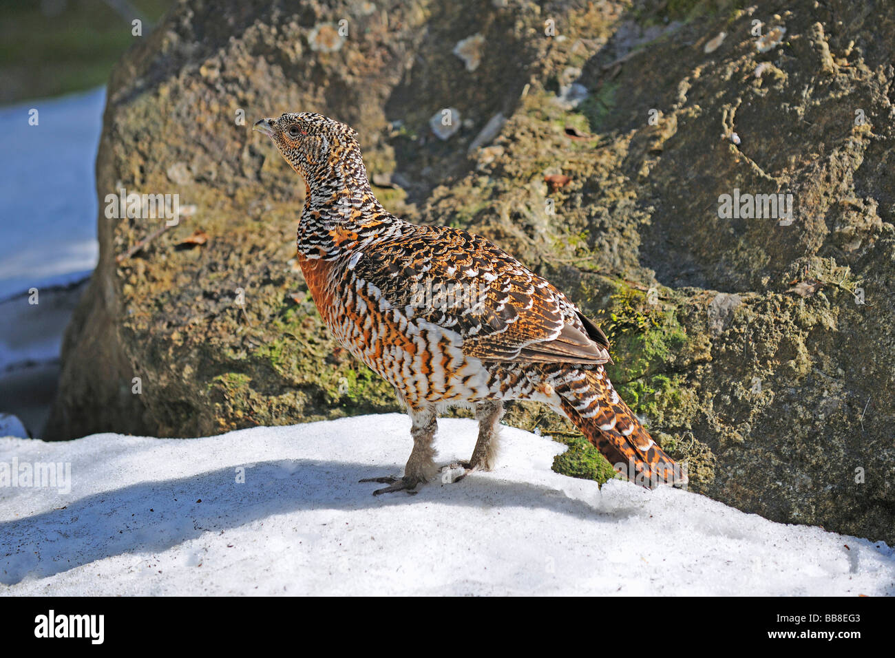 Wood Grouse (Tetrao urogallus), hen Stock Photo