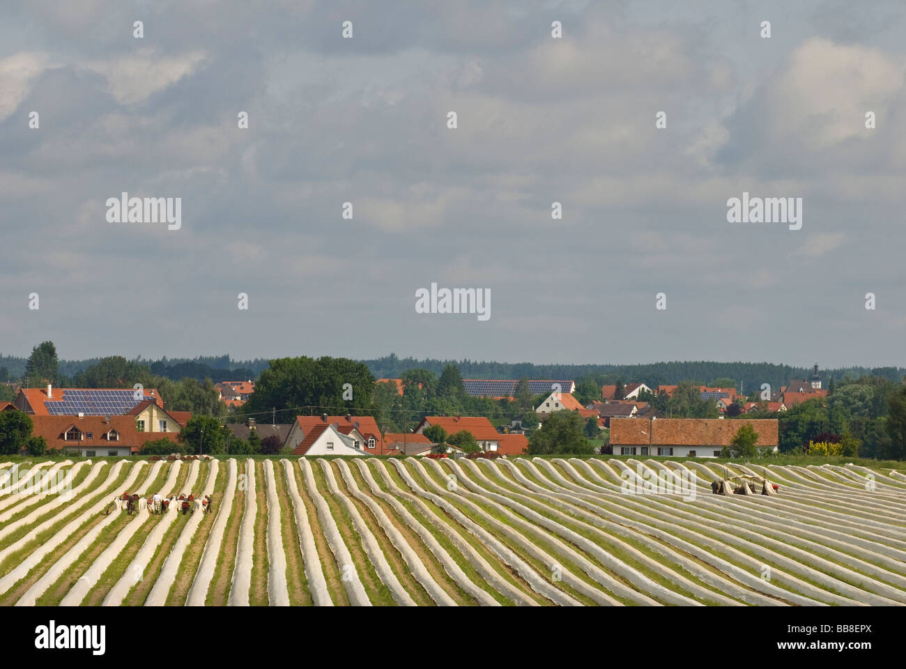 Asparagus field, harvest, Poigern, Bavaria, Germany, Europe Stock Photo