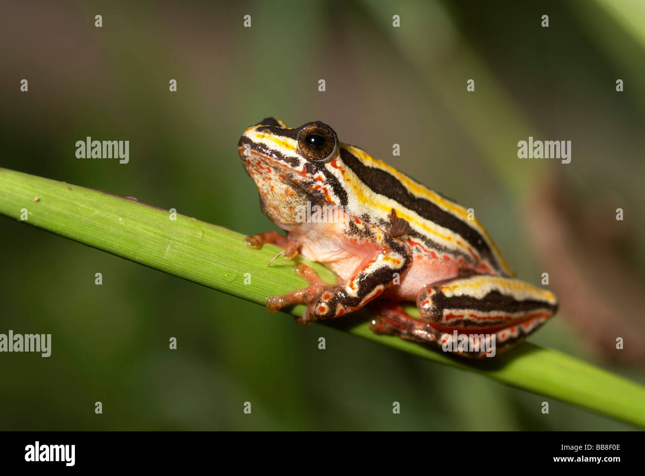Yellow Painted Reed Frog (Hyperolius marmoratus) perched on a reed. Pongola, Kwazulu Natal Province, South Africa Stock Photo