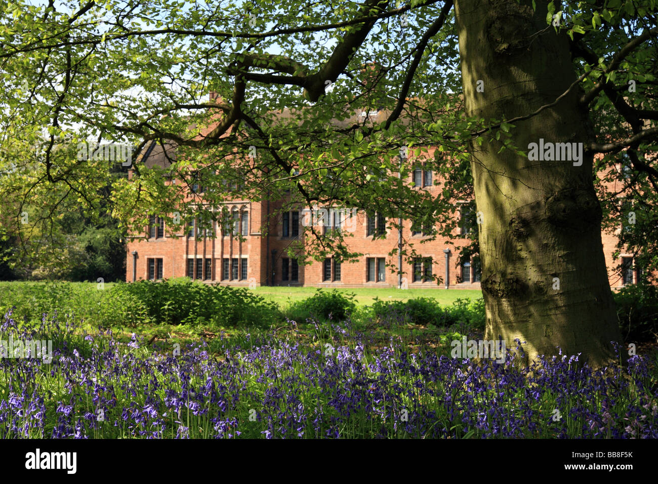 Bluebells at Griton College Cambridge University, England. Spring. Stock Photo