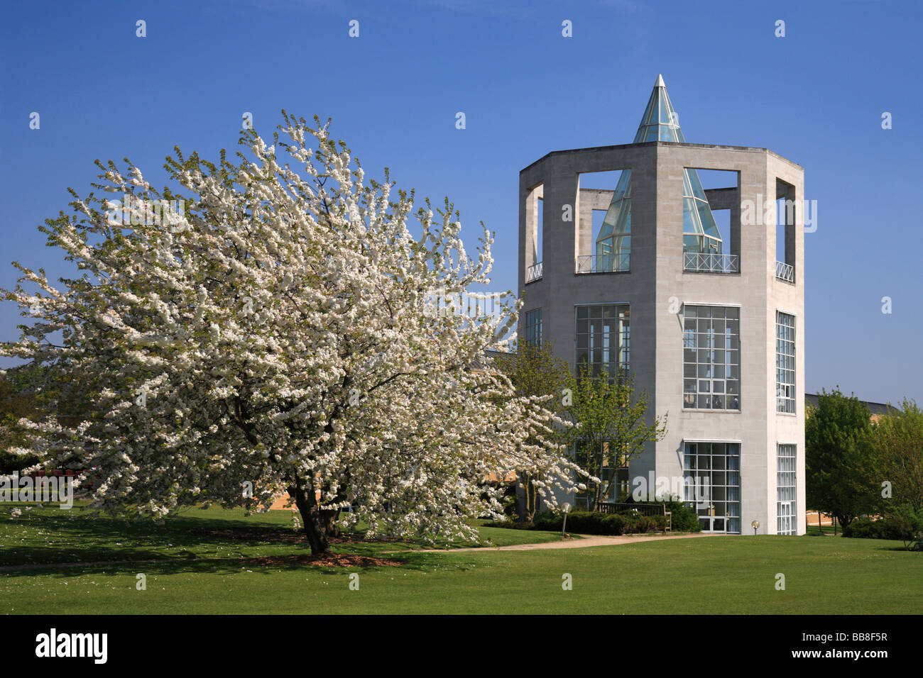 'Moller centre' Churchill College Cambridge University, Spring blossom on cherry tree. Stock Photo