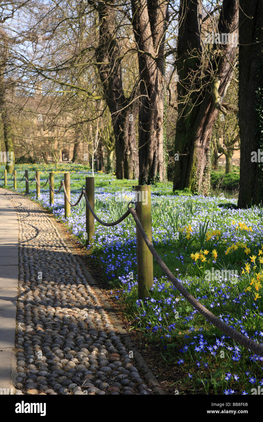 Kings College Cambridge University pathway, Spring flowers cobbles, rope fence. Stock Photo