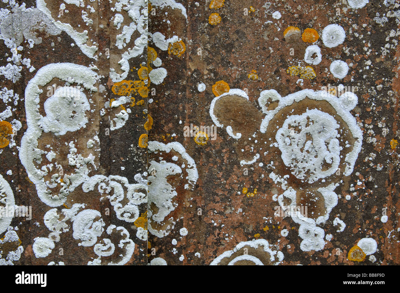 Lichen on the gravestone hi-res stock photography and images - Alamy