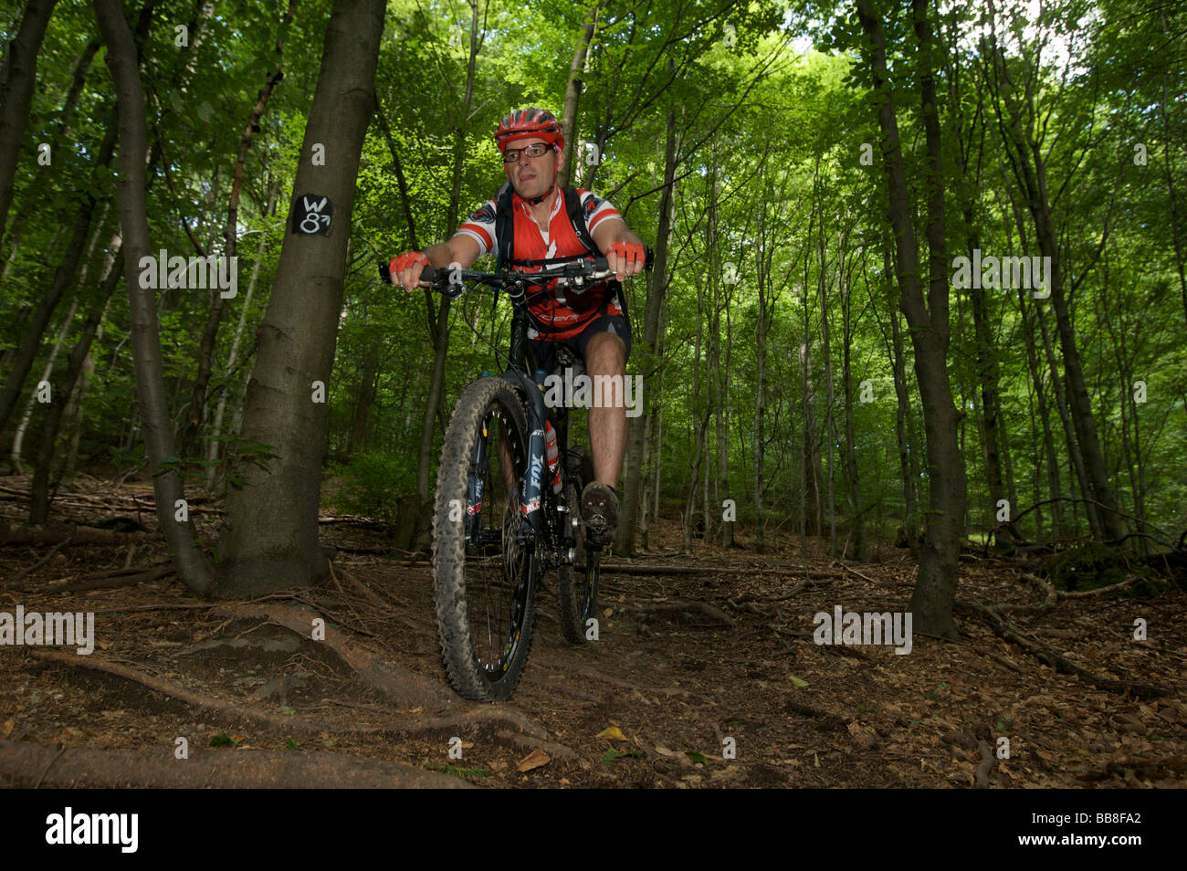 Mountain bike rider riding along a root singletrail near Willingen