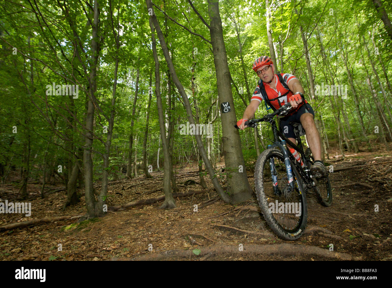Mountain bike rider riding along a root singletrail near Willingen