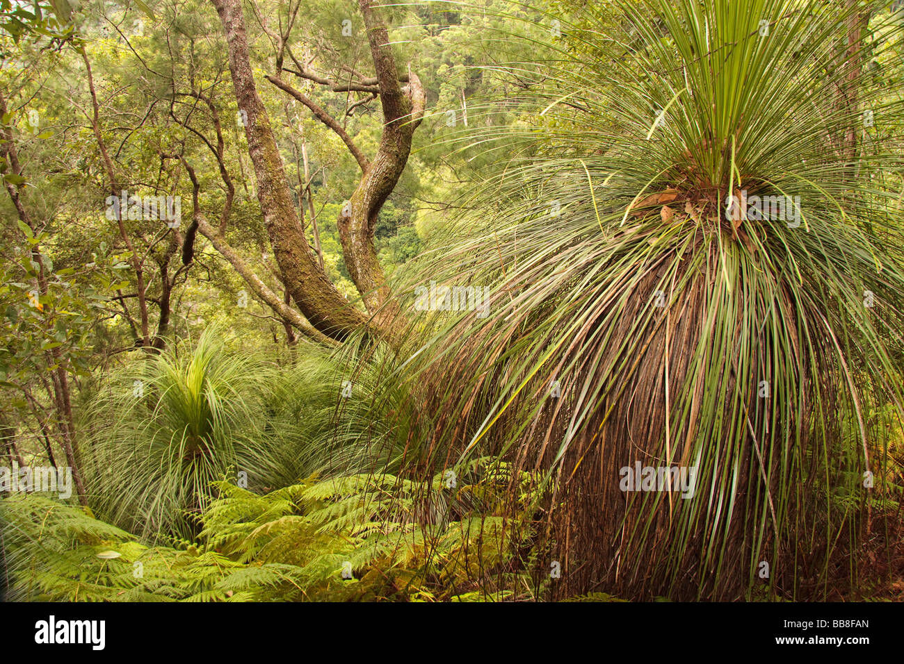 Queensland Rainforest Australia Bush Stock Photo