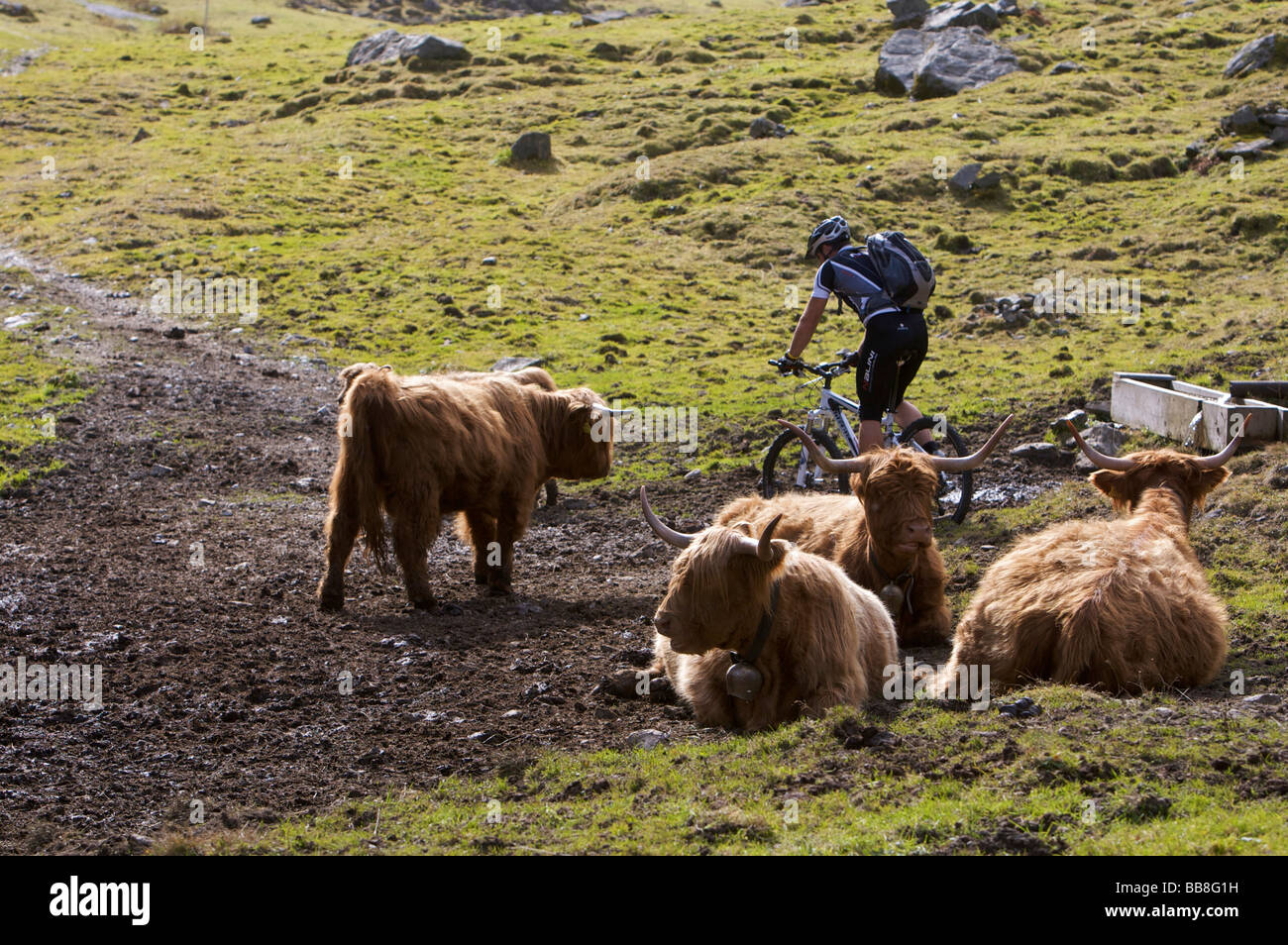 Mountainbiker and highland cattle at the Karalm pasture in the Pinnistal valley, Tyrol, Austria Stock Photo