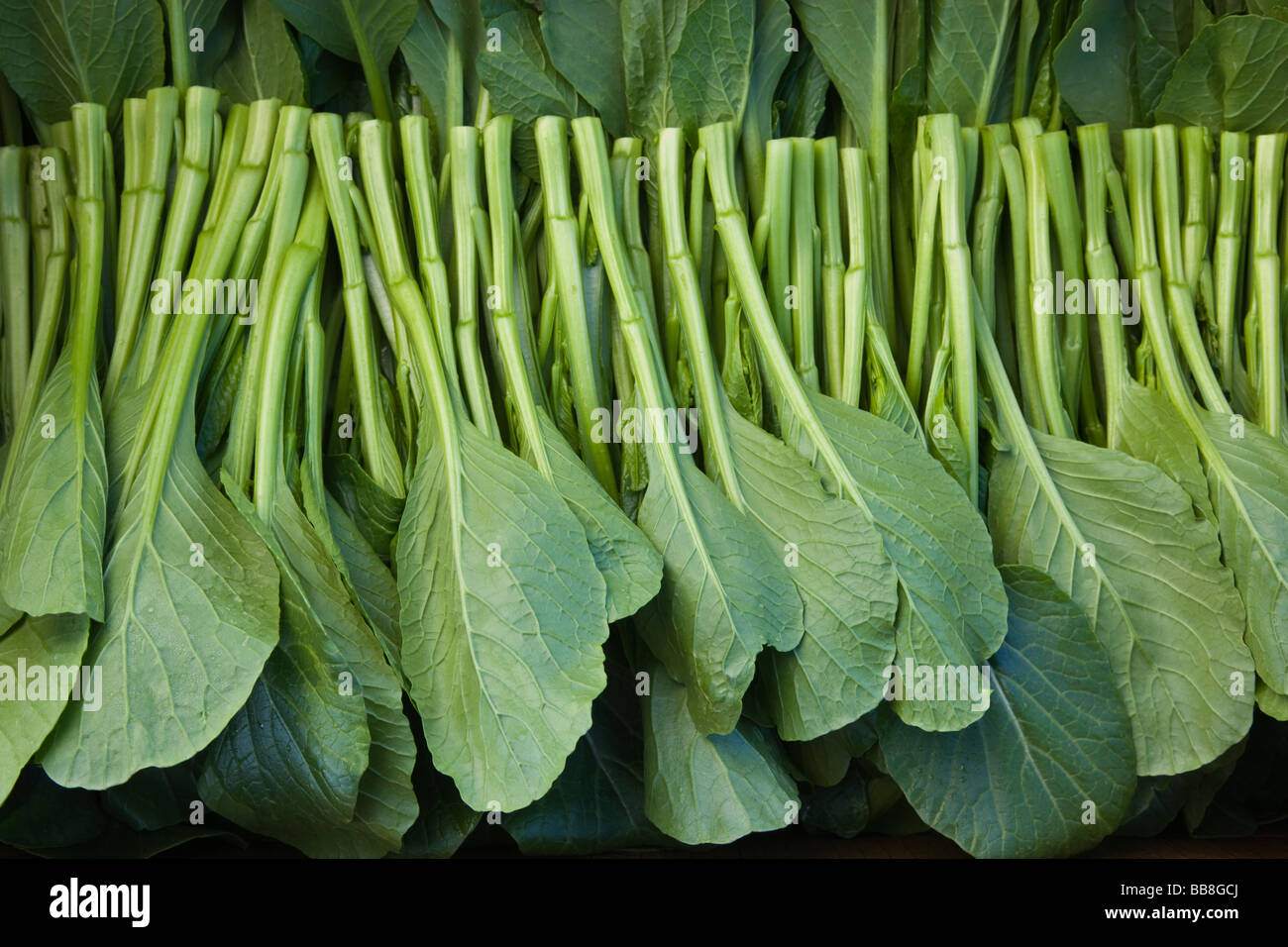 Yu Choy Sum, Chinese vegetable. Stock Photo